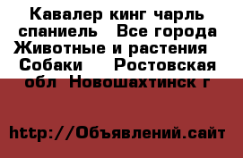 Кавалер кинг чарль спаниель - Все города Животные и растения » Собаки   . Ростовская обл.,Новошахтинск г.